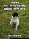 cow-poop