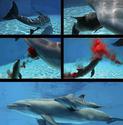 dolphin-birth