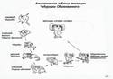 evoliuciqta-na-cheburashka