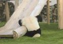 failure-panda