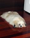 floor-mop-dog