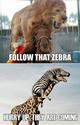 follow-that-zebra