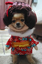 geisha-dog