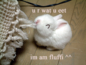 i-am-fluffy