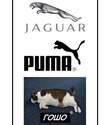 jaguar-puma-gosho