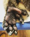 koala-hand