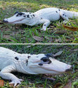 leucistic-alligator