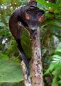 madagascar-gecko