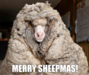 merry-sheepmas