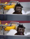 monkey-bath-time