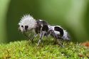 mravka-panda