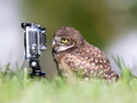 owl-selfie