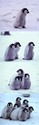 pingvin-pileta