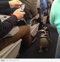 pingvinje-v-samolet