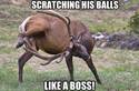 scratching-his-balls-like-a-boss