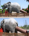 slonjaa