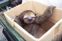 sloth-in-a-box