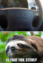 steve-is-that-you-sloth