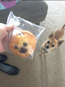 thought-he-was-a-dog-but-he-was-a-muffin