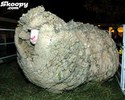 umopomrachitelna-ovca