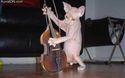 violin-cat