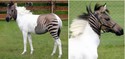 zebra-equine-zebroid
