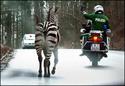 zebra-crossing
