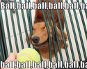 ball-dog