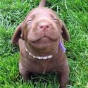 cute-puppy-smiling