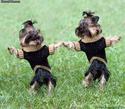 dancing-dogs
