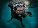underwater-dogs