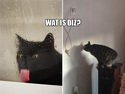 cat-wet