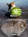cat-before-after