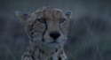 gepard-pod-dyjda