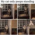 my-cat-only-poops-standing