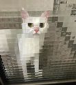pixelated-cats1