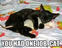 you-had-one-job-cat