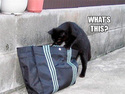 cat-bag1