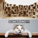 cats-disneyland