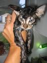 funny-wet-cats-12