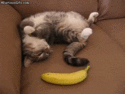 i-vnezapno-banan