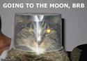 moon-cat