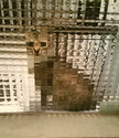 pixelated-cats5