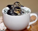 2-ducks-1-cup