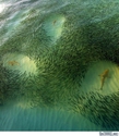 Lots-of-fish-in-the-sea-for-Sharks