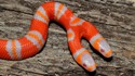 Two-Headed-albino-snake