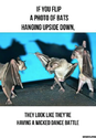 bats-upside-down
