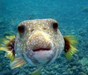 blowfish2