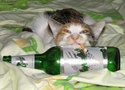 booze-cat