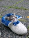 cat-in-shoe